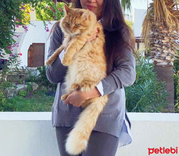 Sarman, Kedi  Garfield fotoğrafı