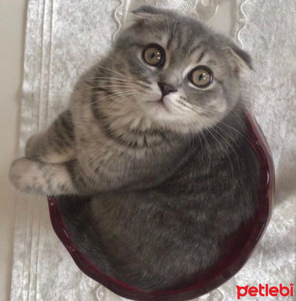Scottish Fold, Kedi  Çakıl fotoğrafı