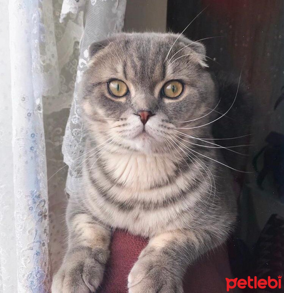 Scottish Fold, Kedi  Çakıl fotoğrafı