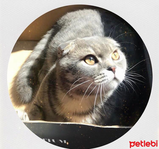 Scottish Fold, Kedi  Çakıl fotoğrafı