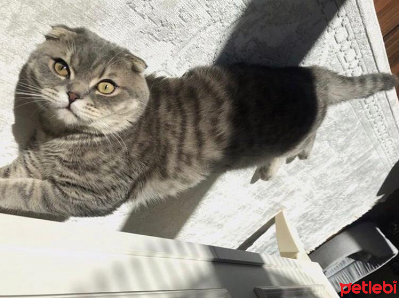 Scottish Fold, Kedi  Çakıl fotoğrafı