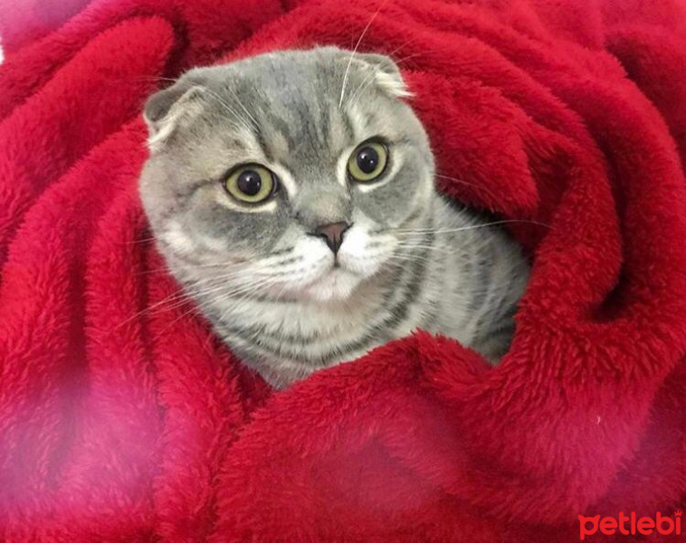 Scottish Fold, Kedi  Çakıl fotoğrafı