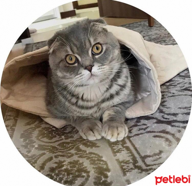 Scottish Fold, Kedi  Çakıl fotoğrafı