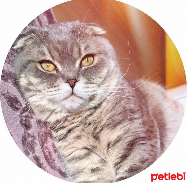 Scottish Fold, Kedi  Çakıl fotoğrafı