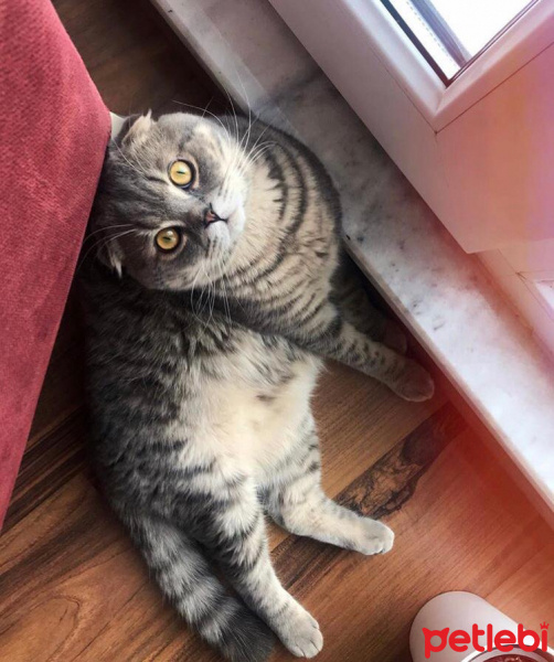 Scottish Fold, Kedi  Çakıl fotoğrafı