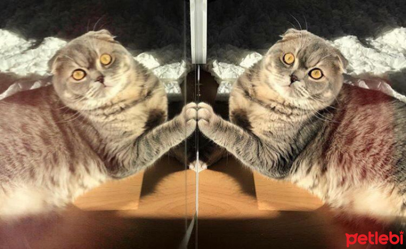 Scottish Fold, Kedi  Çakıl fotoğrafı