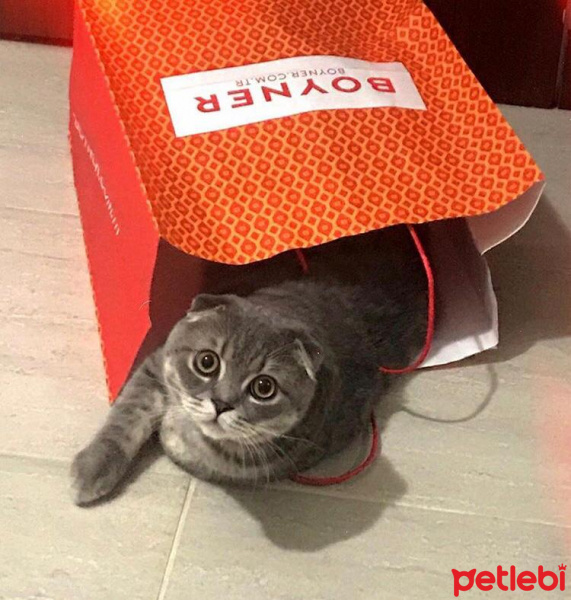 Scottish Fold, Kedi  Çakıl fotoğrafı