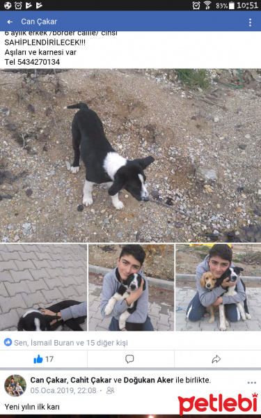 Border Collie, Köpek  Afacan fotoğrafı