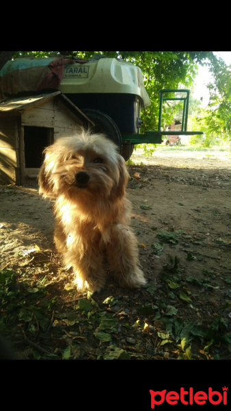 Yorkshire Terrier, Köpek  Toni fotoğrafı