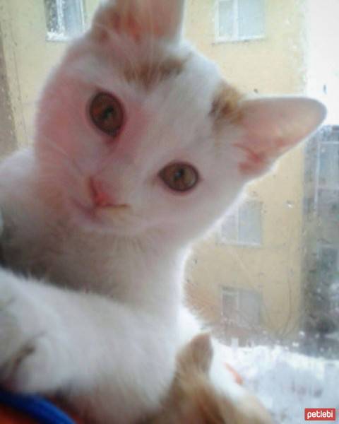 Tekir Kedi, Kedi  PAN fotoğrafı