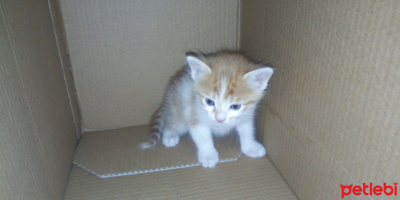 Sarman, Kedi  Tarçın fotoğrafı