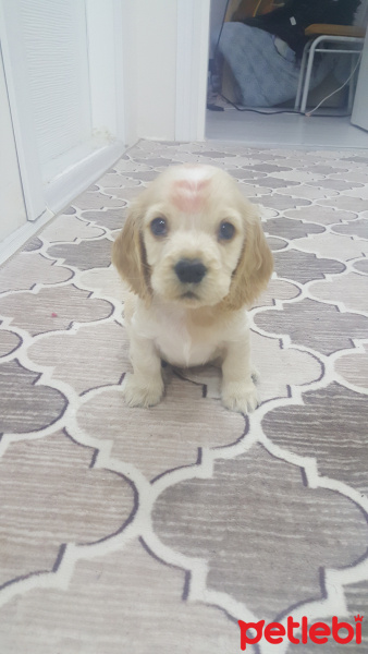 Amerikan Cocker Spaniel, Köpek  Fındık fotoğrafı