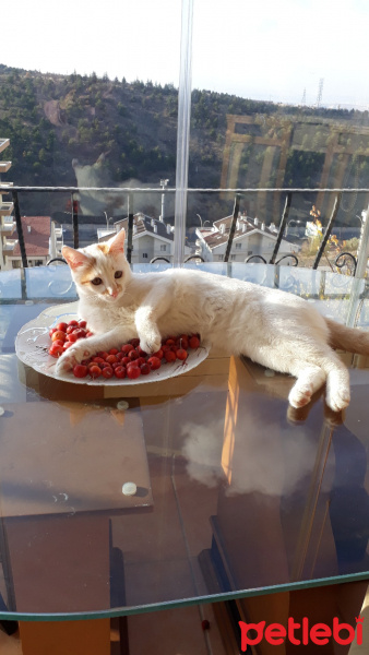 Tekir Kedi, Kedi  Behlül fotoğrafı