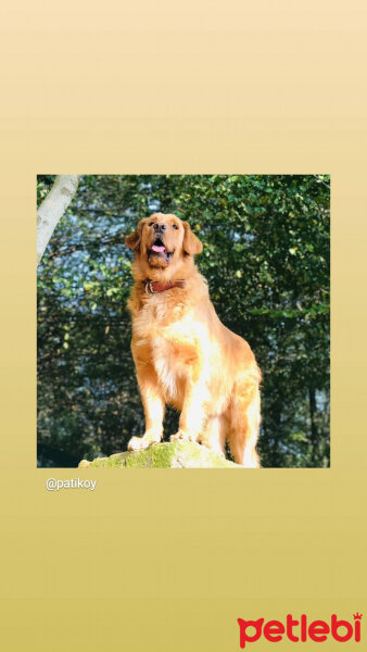 Golden Retriever, Köpek  Reks fotoğrafı