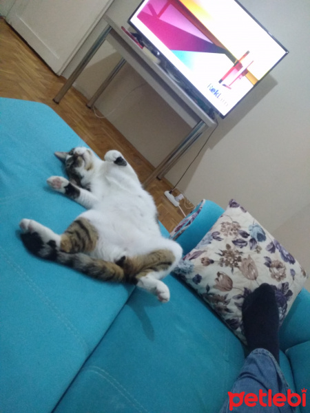 Tekir Kedi, Kedi  MAVİŞ fotoğrafı