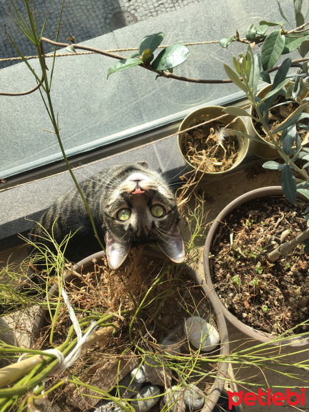 Tekir Kedi, Kedi  Enki fotoğrafı