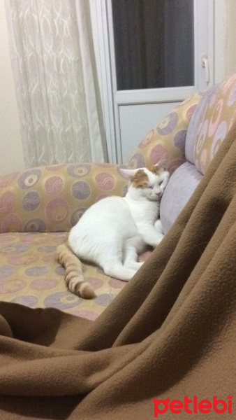 Tekir Kedi, Kedi  Batus fotoğrafı
