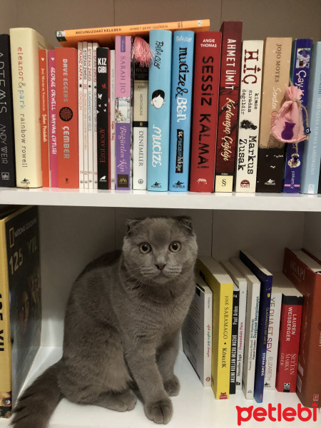 Scottish Fold, Kedi  Çiko fotoğrafı