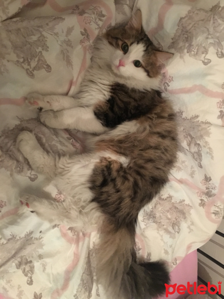 Ragamuffin, Kedi  Masraf fotoğrafı