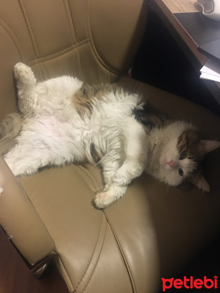 Ragamuffin, Kedi  Masraf fotoğrafı