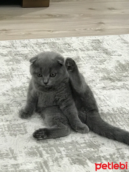Scottish Fold, Kedi  Bihter fotoğrafı