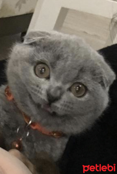 Scottish Fold, Kedi  Bihter fotoğrafı
