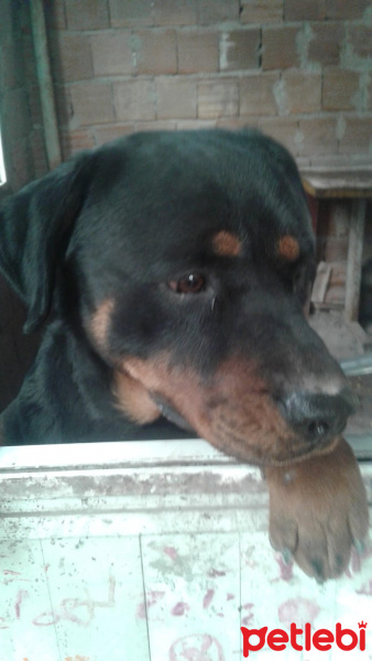 Rottweiler, Köpek  Melo fotoğrafı