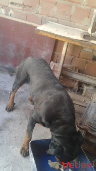 Rottweiler, Köpek  Melo fotoğrafı