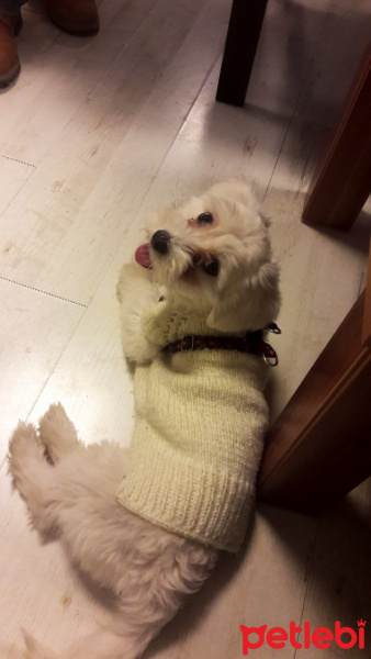 Maltese, Köpek  Buğday fotoğrafı