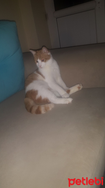 Sarman, Kedi  Alonso fotoğrafı