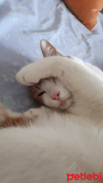 Sarman, Kedi  Alonso fotoğrafı