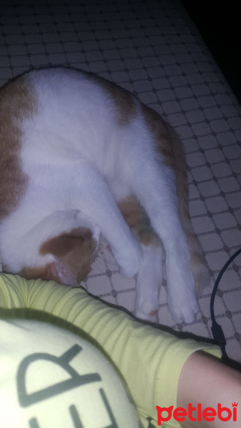 Sarman, Kedi  Alonso fotoğrafı