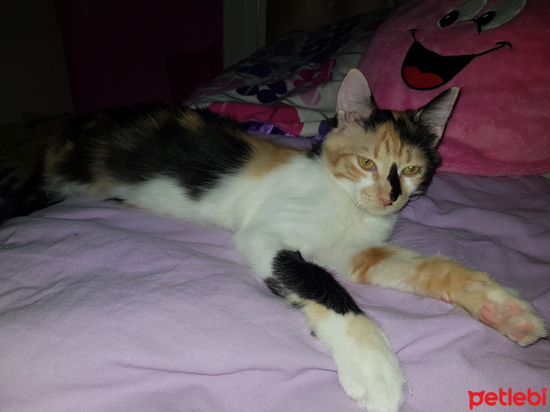 Tekir Kedi, Kedi  Minnak Cookie fotoğrafı