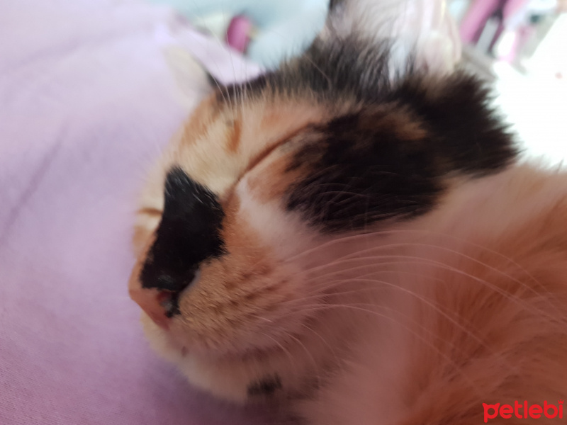 Tekir Kedi, Kedi  Minnak Cookie fotoğrafı