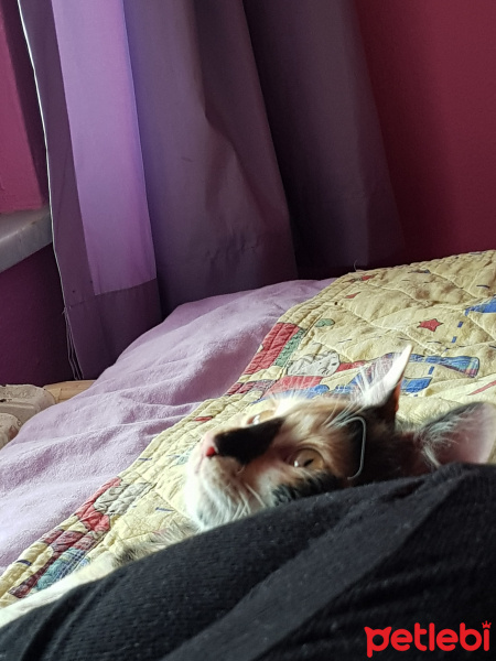 Tekir Kedi, Kedi  Minnak Cookie fotoğrafı
