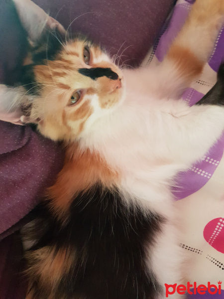 Tekir Kedi, Kedi  Minnak Cookie fotoğrafı