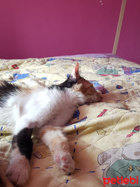 Tekir Kedi, Kedi  Minnak Cookie fotoğrafı