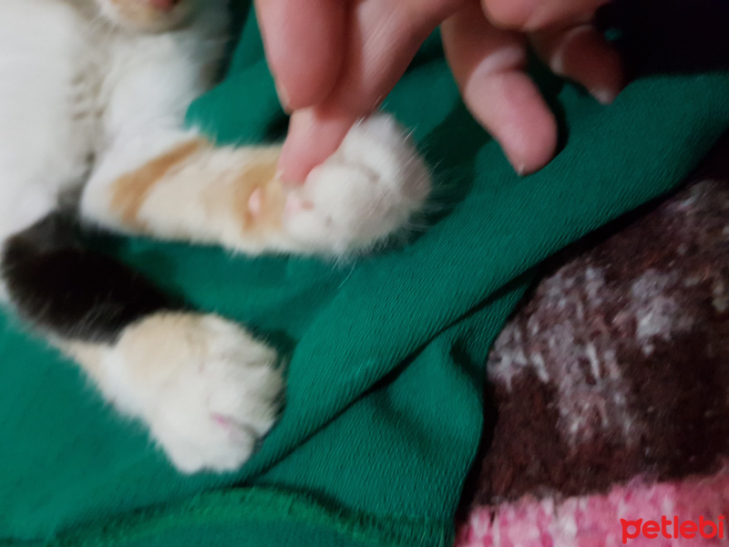 Tekir Kedi, Kedi  Minnak Cookie fotoğrafı
