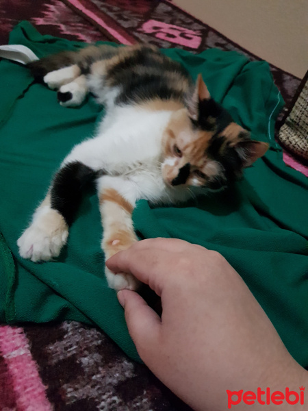 Tekir Kedi, Kedi  Minnak Cookie fotoğrafı