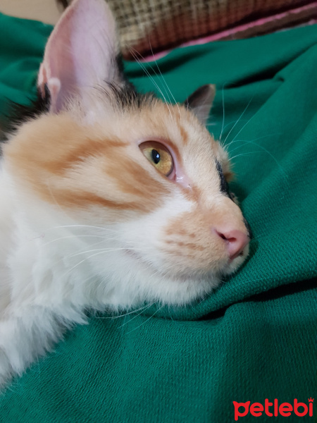 Tekir Kedi, Kedi  Minnak Cookie fotoğrafı