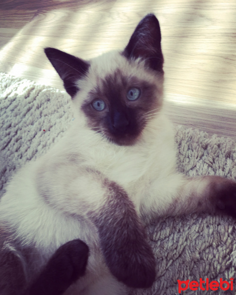 Siyam Kedisi, Kedi  Duman fotoğrafı