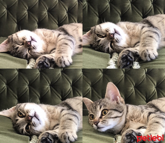 Tekir Kedi, Kedi  Pati fotoğrafı