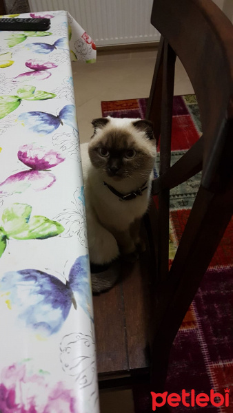 Scottish Fold, Kedi  Minnoş fotoğrafı