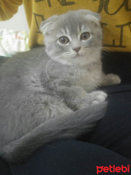 Scottish Fold, Kedi  misha fotoğrafı