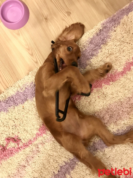 İngiliz Cocker Spaniel, Köpek  Venüs fotoğrafı