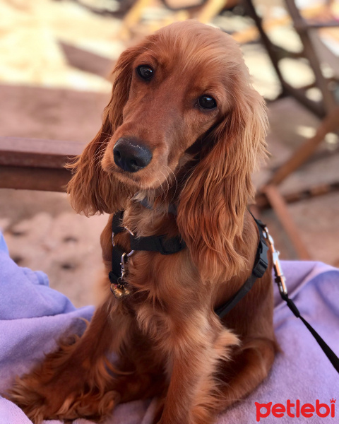 İngiliz Cocker Spaniel, Köpek  Venüs fotoğrafı
