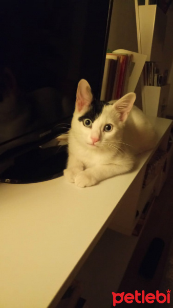 Tekir Kedi, Kedi  Sütlaç fotoğrafı