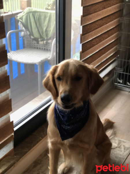 Golden Retriever, Köpek  Cako fotoğrafı
