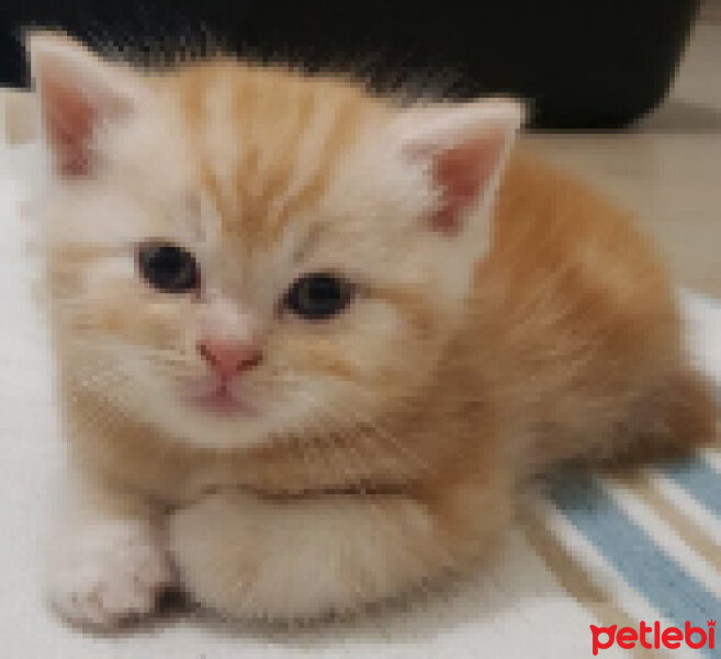 British Shorthair, Kedi  Dudu fotoğrafı