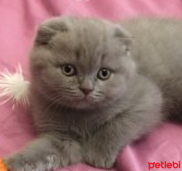 Scottish Fold, Kedi  Miu fotoğrafı